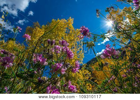 Wild Flowers And Yellow Aspen Trees Purple Crown Vetch