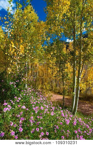 Fall Colors And Purple Wild Flowers