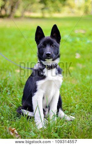 Doggy in the Park on the grass.
