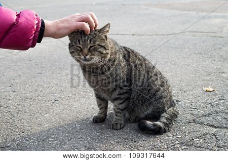 Female Hand Closeup Petting Stray Gray Cat