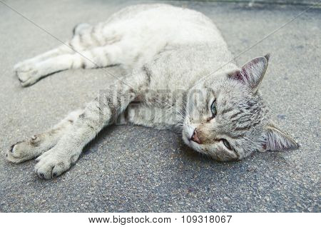 Cat Lying On The Ground.