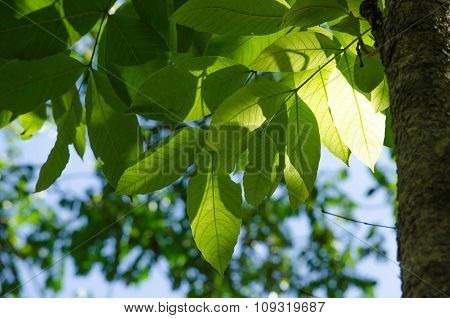 Green Leaf Background.