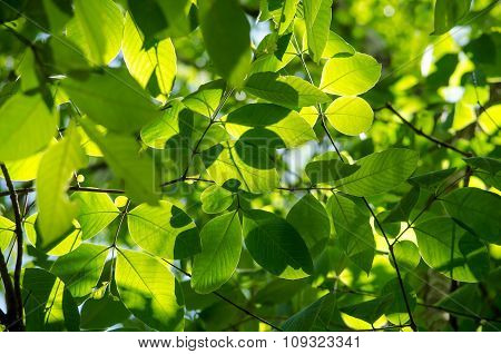 Green Leaf Background.