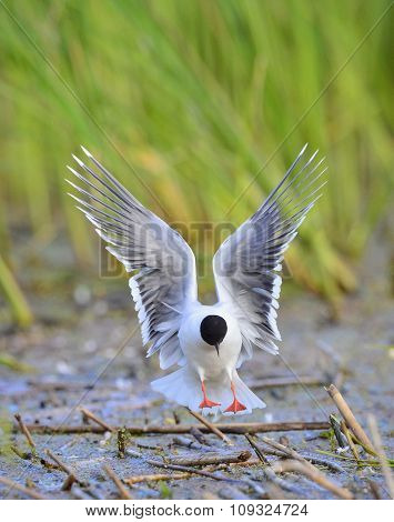 The Little Gull (larus Minutus) In Flight