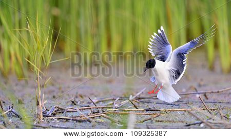 The Little Gull (larus Minutus) In Flight