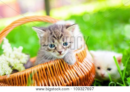 small cat on grass