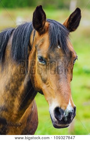 Portrait Of The Horse