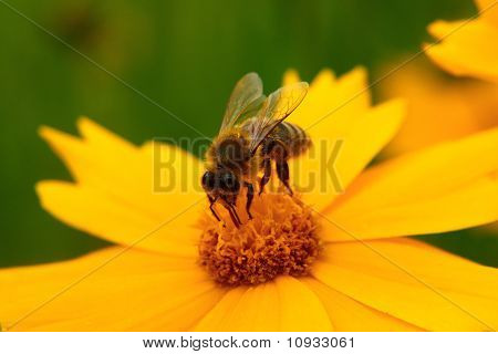 Bee