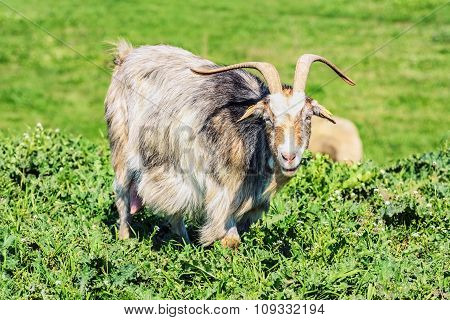 A Nanny Goat