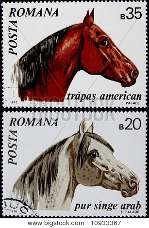 konie na postages