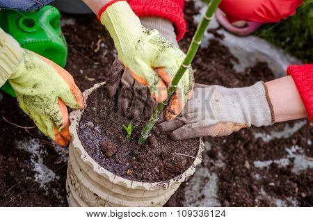 plant flowers in spring