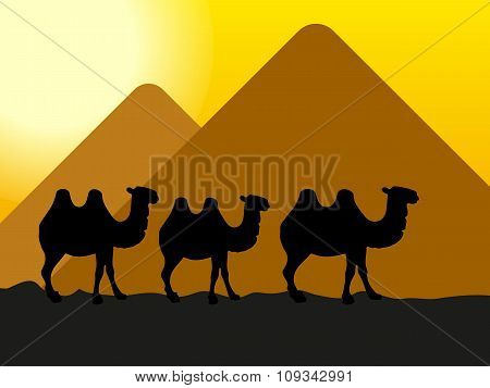 Camels