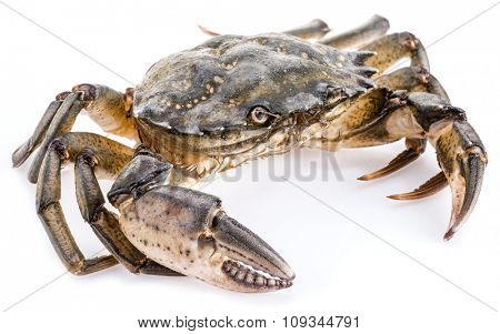 Carcinus maenas -edible alive crab isolated on a white background.