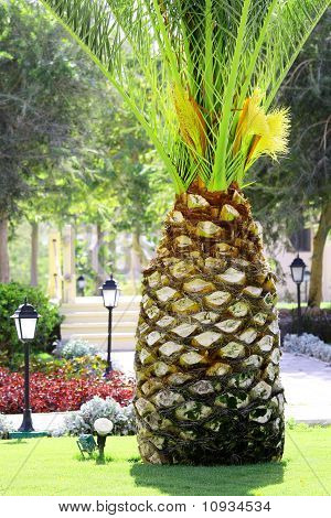 빅 파인애플 같은 야자수