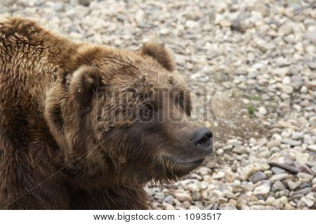Grizzly