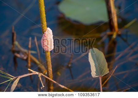 Apple snail eggs on the Lotus trunk, Sherry snail eggs are the garden pests of farmer/ agriculturist