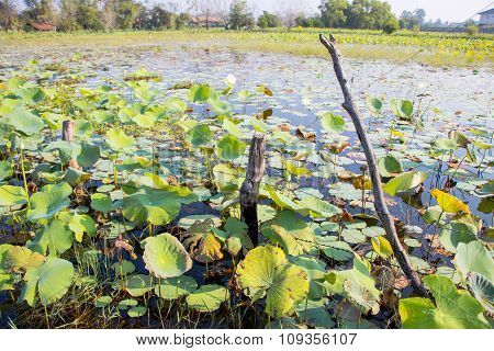 Lotus field and barbed wire in a log. Boundary of lotus field in pond or lake.