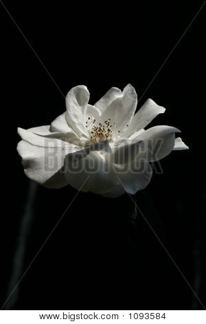 Hvid Rose