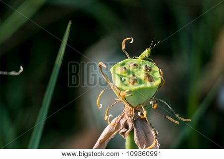 Grasshopper eat the seed of lotus. Locust, Insect is a garden pest. Bio-ecology.