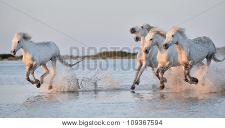 Herd Of White Horses Running Through Water