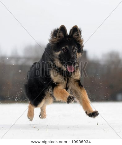 Owczarek niemiecki czarny w polu śnieg