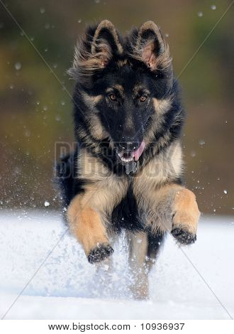 Owczarek niemiecki czarny w polu śnieg
