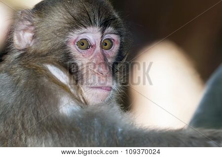 Portrait of sad monkey with bright yellow eyes looking in camera.