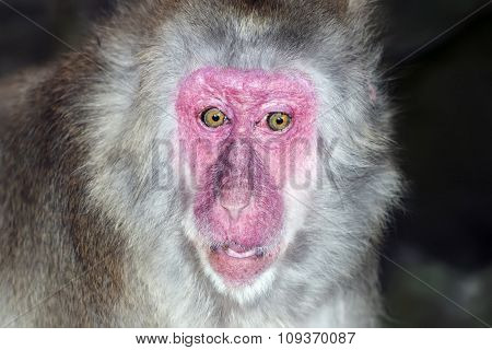 Portrait of monkey with a surprise expression
