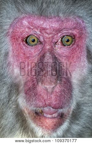 Portrait of monkey with a surprise expression