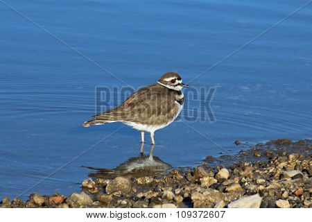 Killdeer by the water