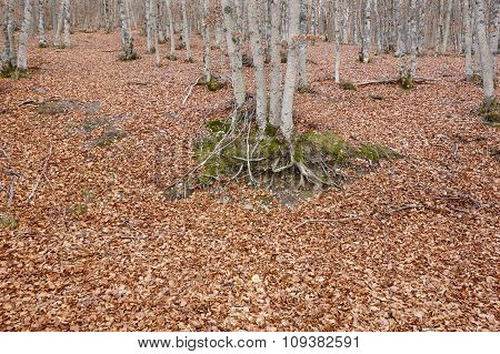 Autumn Landscape With Beech Forest Without Leaves. Tejera Negra. Spain