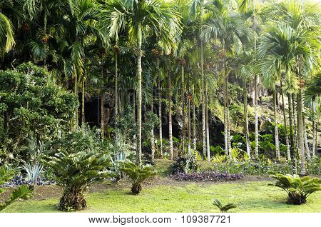 Picturesque Habitation Anse Latouche Garden In Martinique