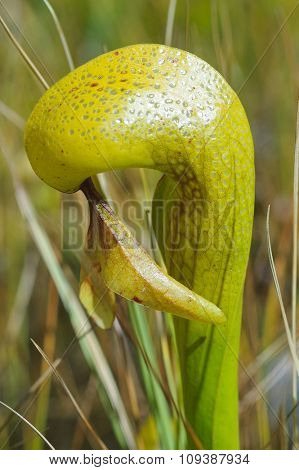 A Darlingtonia californica  near a stream in the Sierra mountains