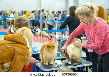 MOSCOW, RUSSIA - NOVEMBER 1, 2015: Handler grooming dog for the exhibition during International Dog Show CACIB-FCI on November 1, 2015 in Moscow, Russia