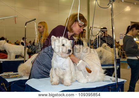 MOSCOW, RUSSIA - NOVEMBER 1, 2015: Handler grooming dog for the exhibition during International Dog Show CACIB-FCI on November 1, 2015 in Moscow, Russia