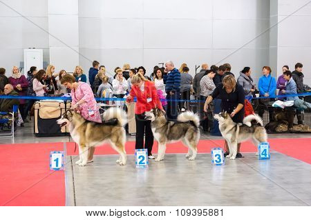 MOSCOW, RUSSIA - NOVEMBER 1, 2015: Exhibitors showing their pets during International Dog Show CACIB-FCI on November 1, 2015 in Moscow, Russia