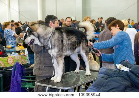 MOSCOW, RUSSIA - NOVEMBER 1, 2015: Handler grooming dog for the exhibition during International Dog Show CACIB-FCI on November 1, 2015 in Moscow, Russia