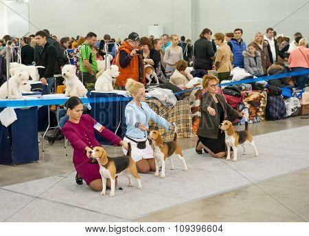 MOSCOW, RUSSIA - NOVEMBER 1, 2015: Exhibitors showing their pets during International Dog Show CACIB-FCI on November 1, 2015 in Moscow, Russia