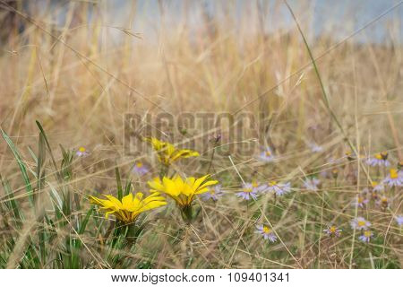 Blustery Day For Wild Flowers On The Prairy