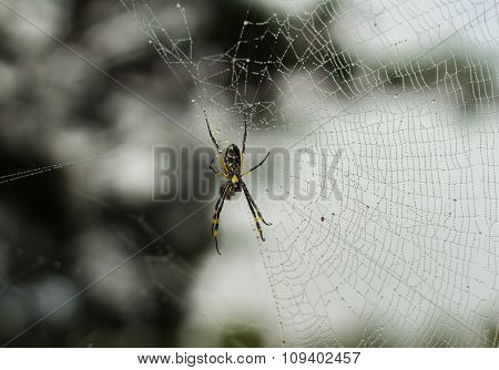 Golden Orb Spider And Web After The Rain