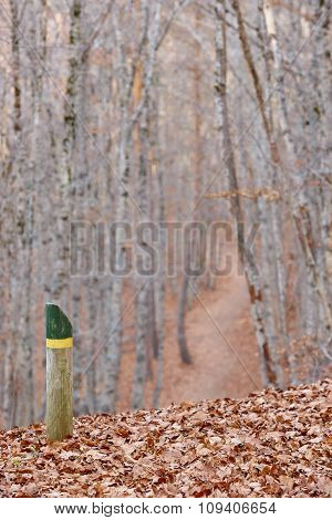 Autumn Landscape With Beech Forest. Pathway And Signal. Spain