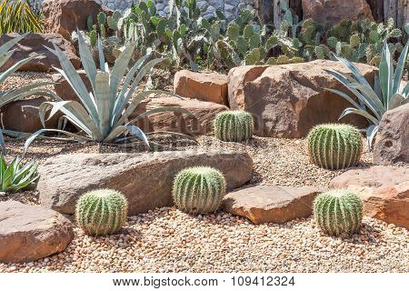 Cactus In Botanical Garden, Model Of Desert Garden.