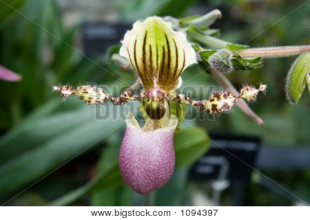 Paphiopedilum Victoria Regina Orchid