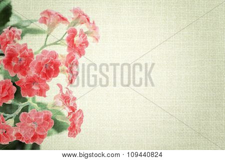 Bright Red Flowers Of Kalanchoe Plant On Old Cloth Texture Vintage Styled