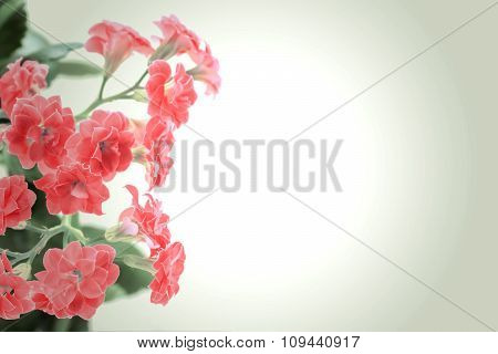 Red Flowers Of Kalanchoe Plant On Romantic Gradient Background