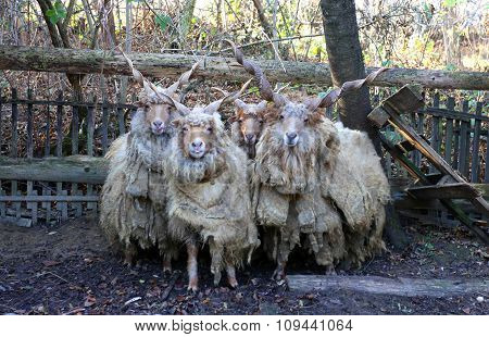 Flock Of Sheep In Low Lights Rural Scene
