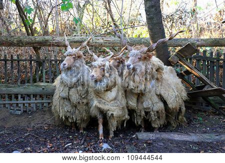 Flock Of Sheep In Low Lights Rural Scene