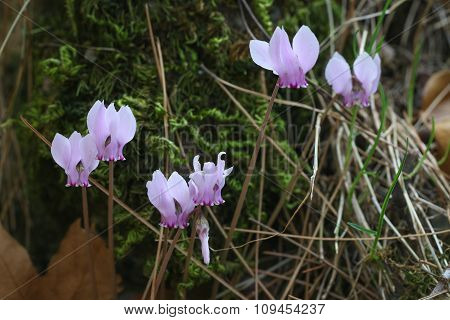 Pink purple cyclamen wild flowers.
