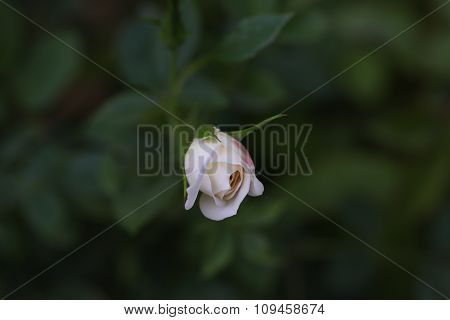 White rose.