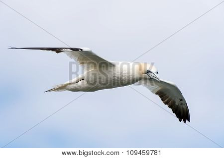 Gannet (Morus Bassanus)